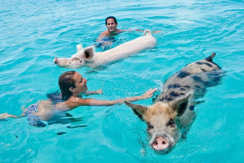swimming with pigs excursion
